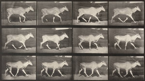 Eland Trotting (1887) постер